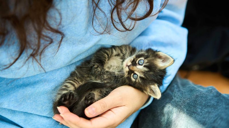 Comment favoriser un comportement affectueux chez votre chat : conseils et méthodes adaptées