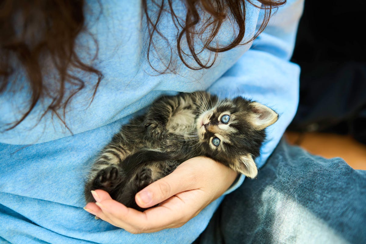 Comment favoriser un comportement affectueux chez votre chat : conseils et méthodes adaptées