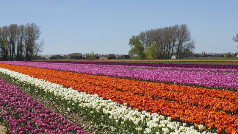 Risques liés aux champignons pathogènes : attention aux dangers des « superchampignons » dans le jardin et l’agriculture