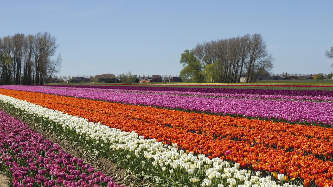 Risques liés aux champignons pathogènes : attention aux dangers des « superchampignons » dans le jardin et l’agriculture
