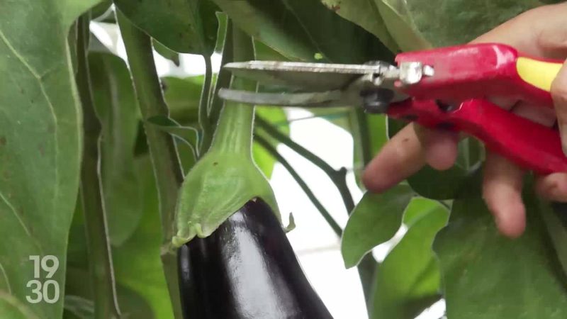 Observatoire dédié pour renforcer la transparence du marché agroalimentaire en Suisse