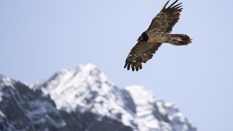 Record historique : 26 gypaètes barbus s’envolent en Suisse cette année, selon la fondation Pro Gypaète Barbu
