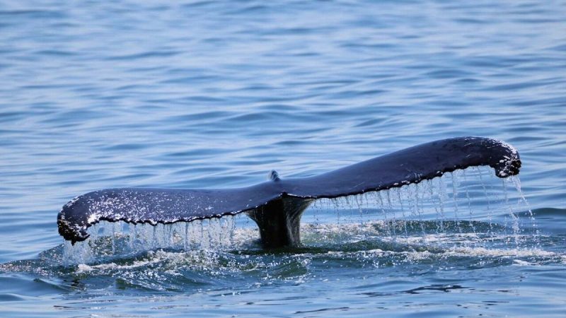 Traité pour protéger la haute mer : entrée en vigueur imminente après 60 ratifications et 143 signatures