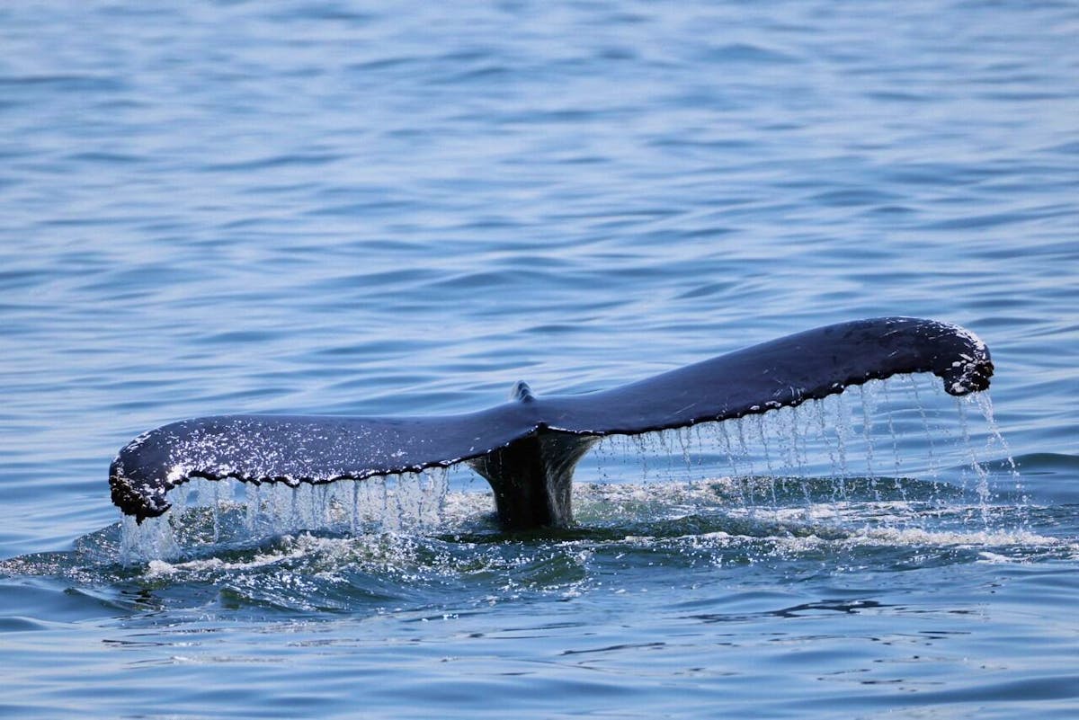 Traité pour protéger la haute mer : entrée en vigueur imminente après 60 ratifications et 143 signatures