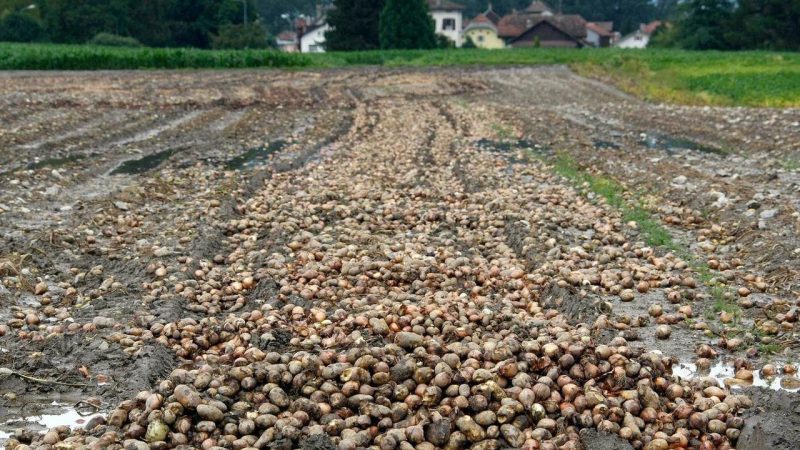 Pénurie de caisses en bois: les producteurs de pommes de terre cherchent des solutions de stockage
