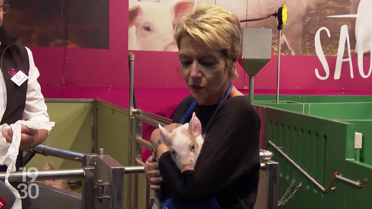 OLMA Saint-Gall : les courses de cochons, une attraction phare et son duo d’entraîneurs