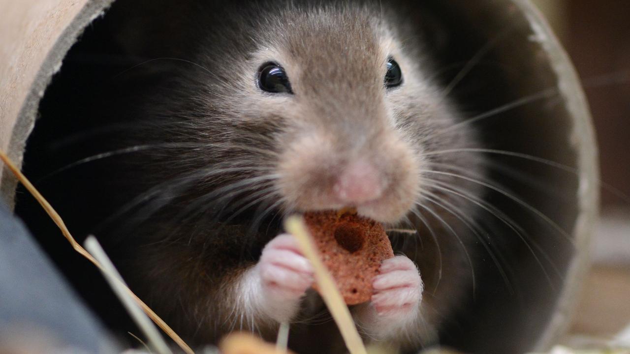 Boîte de dépôt pour animaux abandonnés : une initiative pionnière pour l’urgence et l’adoption