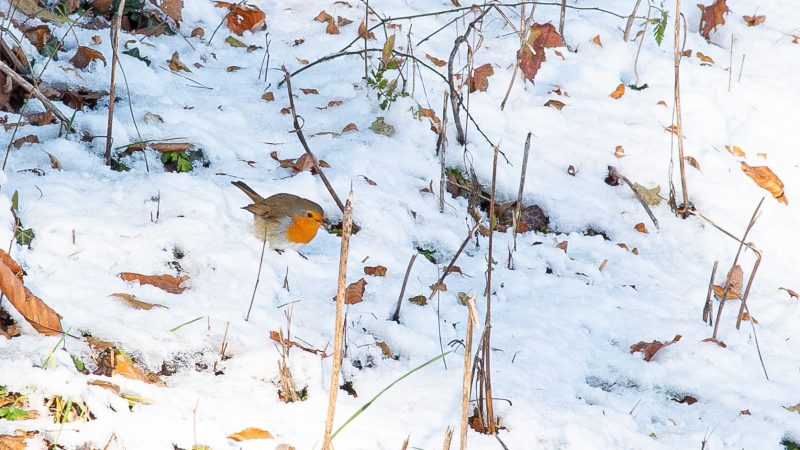 Visite du prince Mohammed ben Salmane à Washington: enjeux de normalisation et accord de défense