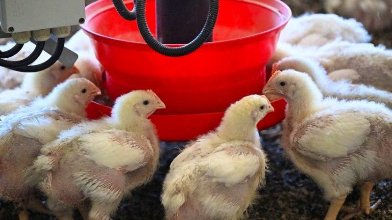 ChatGPT évolue vers les discussions de groupe, inspirées des messageries