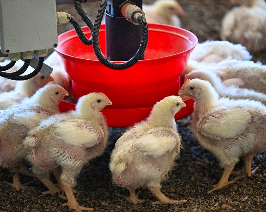 ChatGPT évolue vers les discussions de groupe, inspirées des messageries